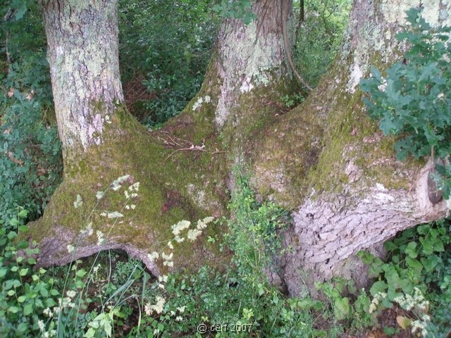 2007 05 Séjour en Brenne 014